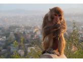 Kathmandu & Holi