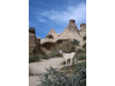 Capadocia Turkey